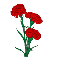 carnation