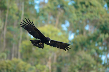 The black eagle (Ictinaetus malaiensis) is a bird of prey. Like all eagles, it is in the family Accipitridae, and is the only member of the genus Ictinaetu