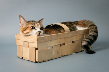Portrait of little adorable tricolor kitten sitting in wooden basket