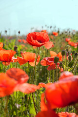 Field of poppies selective focus. Nature summer wild flowers. Vivid red flower poppies plant. Buds of wildflowers. Poppy blossom background. Floral botanical mood. Leaf and bush poppy flower. Banner.
