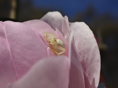 Female flower crab spider (Misumena vatia) hiding in pink rose