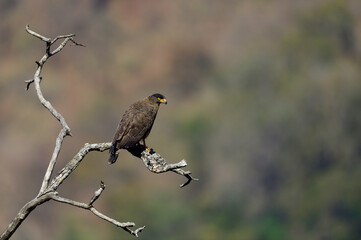 The crested serpent eagle Spilornis cheela is a medium-sized bird of prey that is found in forested habitats across tropical Asia.