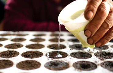 Elder hand watering with glass of water fertile soil for growth of plant.