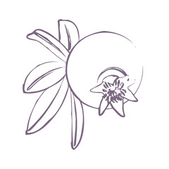 Pomegranate vector line art illustration. Fruit sketch.