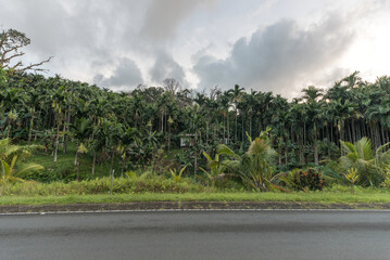 Coconut Forest in Koror, Palau Islands.