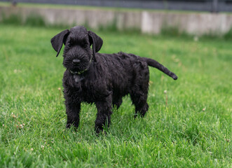 Young Black Riesenschnauzer or Giant Schnauzer dog on the grass.