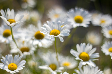 Fototapeta premium Ox-eye Daisy (Leucanthemum vulgare) in garden