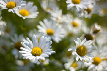 Ox-eye Daisy (Leucanthemum vulgare) in garden
