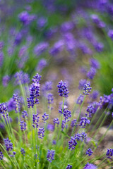 lavender flowers in the garden