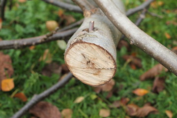 Close-up of a freshly cut tree branch showing the annual rings of the cross-section. Concept of forestry, garden maintenance, or preparing firewood.