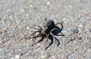 black spider isolated on gray background in sunny day, close up