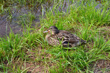 wild duck sitting on the shore of the lake isolated, close up 