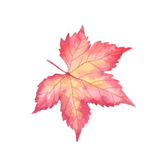 Red autumn leaf . Painted in watercolor by hand. Autumn element of nature for design, printing.