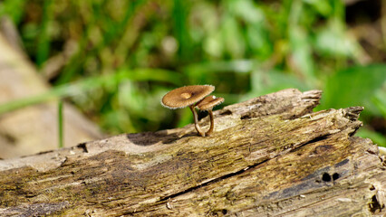 Brumalis poliporus on the tree