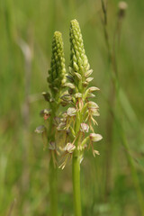 Orchis homme-pendu (Orchis anthropophora)