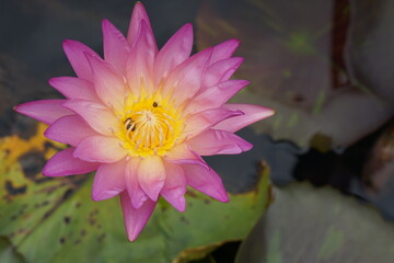 Lotus flowers greenery water of natural beauty