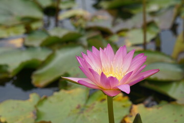 Lotus flowers greenery water of natural beauty