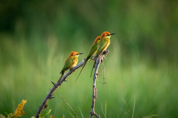 Green Bee-Eater, Little Green bee-eater, Merops Orientalis