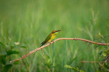 Green Bee-Eater, Little Green bee-eater, Merops Orientalis