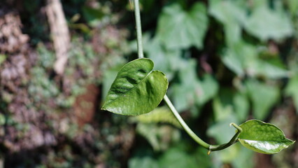 Epipremnum aureum in the forest