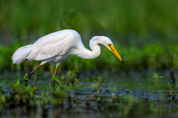 Intermediate Egret (Ardea Intermedia) with Hunt