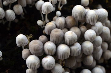 Fairy inkcap