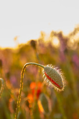 Blooming poppy in the wild in the fields of Maastricht during sunset. The photo is taken against the sun with sunbeams behind the flower head giving a special golden effect.