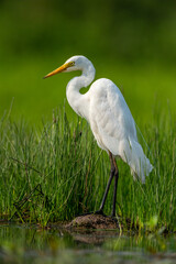 Intermediate Egret (Ardea Intermedia)