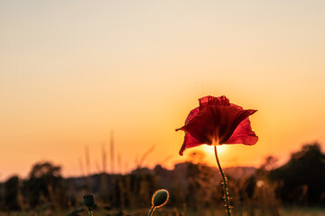 Blooming poppy in the wild in the fields of Maastricht during sunset. The photo is taken against the sun with sunbeams behind the flower head giving a special golden effect.