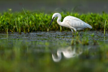 Intermediate egret (Mesophoyx intermedia) Adult None Breeding