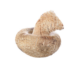Shiitake mushroom on transparent png