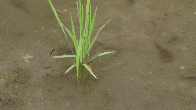 水田を動き回るカブトエビ