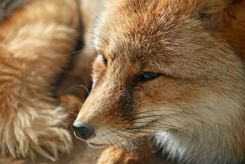 A close up portrait of a fox