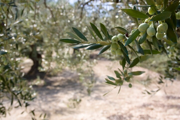 Closeup of an olive branch in a blurred spanish field