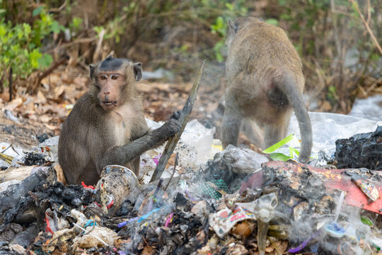 A group of macaques search food on a smoldering pile of garbage