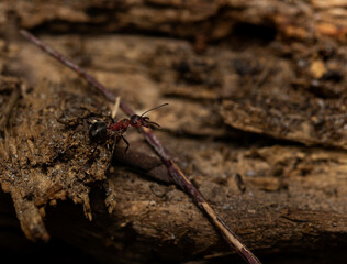 mrówka na pniu