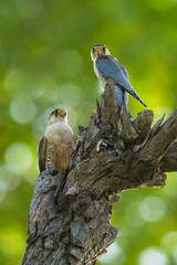 Red-Necked Falcon (Falco Chicquera) Pair