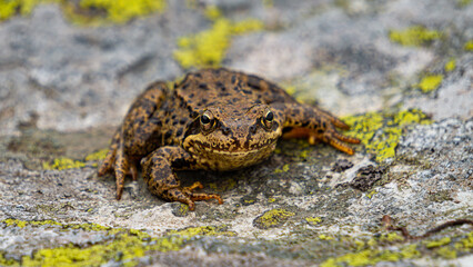 The common frog or grass frog (Rana temporaria) is a semi-aquatic amphibian with long legs and moist skin.