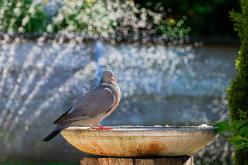 pigeon on a birdbath
