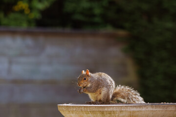 squirrel on a birdbath