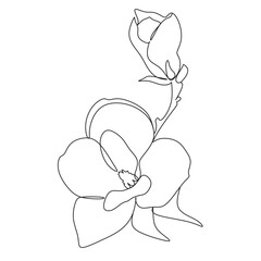 Flowers one line vector art. Magnolia line drawing.  