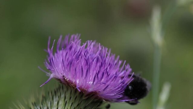 bumblebee on a thistle