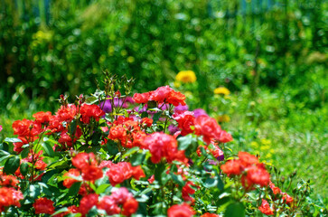 Tea rose flowers in the garden