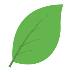 Fototapeta premium leaf