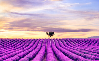 Fototapeta premium Landscape of a lavender field at sunset in Valensole, Provence, France - Nature travel destination 