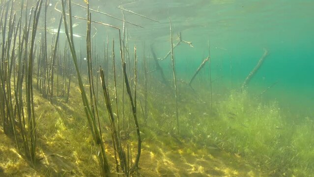 Flora and fauna at bottom of shallow lake in sunlight. Underwater shooting.