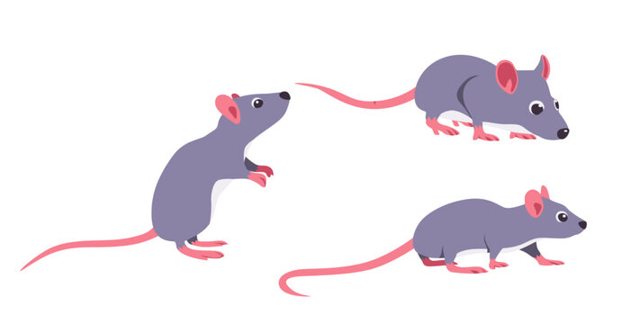 rat Vector illustration cartoon flat icon isolated on white.