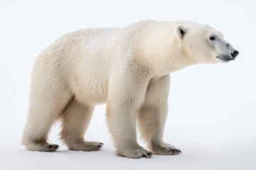 Obraz na płótnie Canvas Polar Bear. Generative AI.