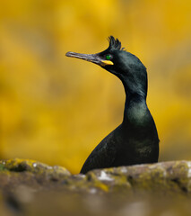 Common Shag
