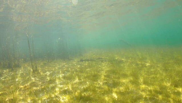 Flora and fauna at bottom of shallow lake in sunlight. Underwater shooting.
